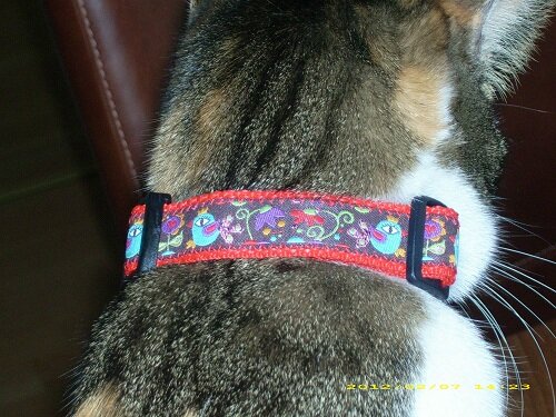 Hundehalsband am Katze-Model