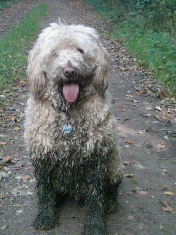 Das ist "auch" mein Hund. Er hat klares Wasser auf einem Graben gesehen und ist reingesprungen... immer wieder schön, einen richtigen Wasserhund zu haben