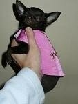 Indira Pink