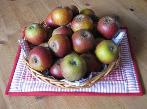 Die diesjährige - erste- Apfelernte, knapp 3 kg Cox Orange, den Baum haben wir vor 2 Jahren im Topf gekauft und erst letzten Herbst richtig eingepflanzt.
Die schmecken sooo gut...