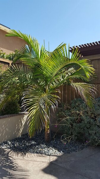 20170808 104320 resized King Palme