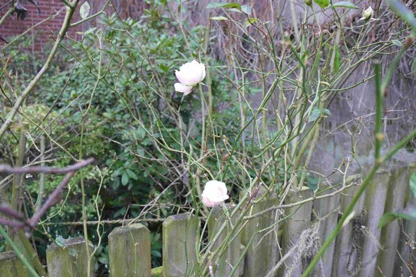 Schneewittchen im Februar