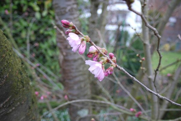 Japanische Kirsche