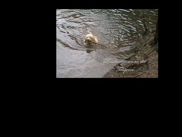 ok, kein gutes Bild, aber heute war dann für Farino das erste Mal richtig Schwimmen dieses Jahr angesagt... irgendwie so 5 Grad über Null und ab in den Stausee...