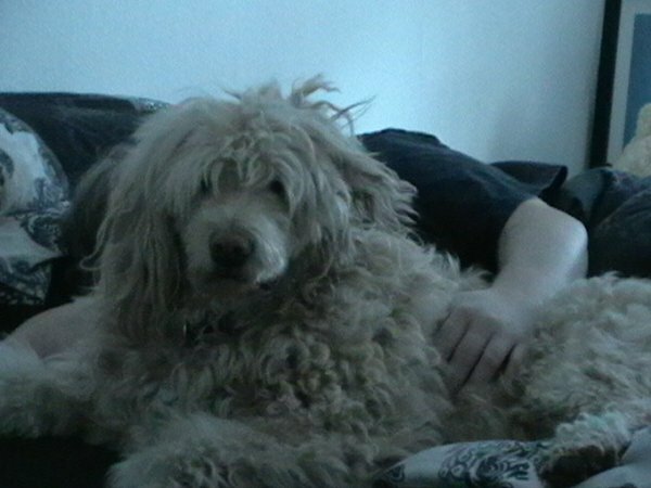Mein Hund... Herrchen hat den (verbotenerweise!!!) mal mit ins Bett genommen...