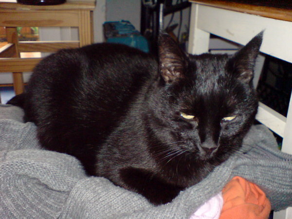 Lucy unsere schwarze Diva