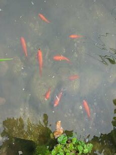 Meine neun Goldfische. Im Juni habe ich noch gesagt, daß ich nieee Fische im Teich haben will.