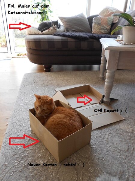 Die Katze und der Karton