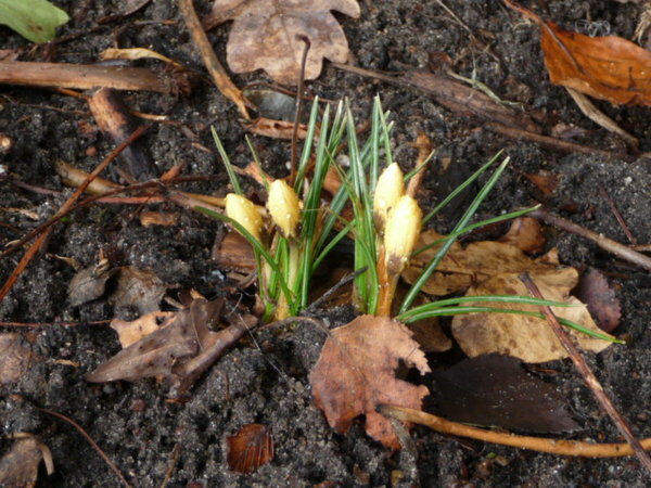 gelbe Krokusse