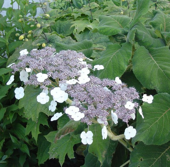 Das hier ist die riesige, zwei Meter hohe Hortensie. Wie sie genau heißt, weiß ich nicht. Wahrscheinlich zieht sie nächstes Jahr in den Garten meiner Tochter um.