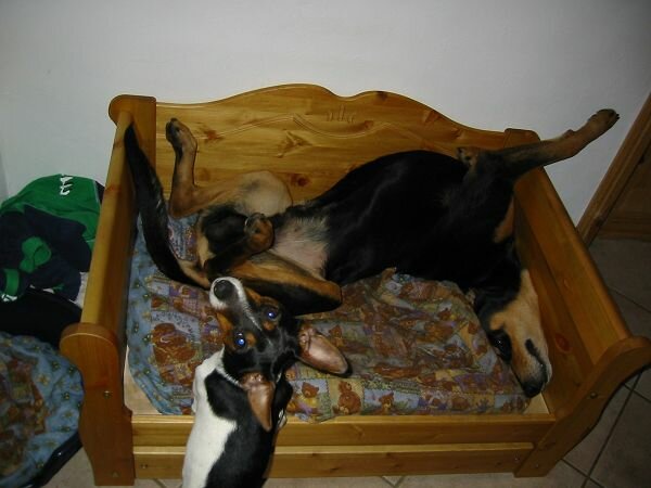 Der Große hat natürlich auch ein Kissen für sein Bett bekommen. 

Leider war der Stoff von allen bisherigen Hundekissen viel zu dünn, so dass alle Kissen schon kaputt sind.