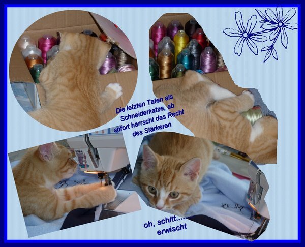 Collage Schneiderkatze
Mein Kater, 12 Wochen, entdeckt das Nähzimmer