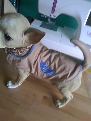 Regenschirm Hund