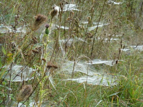Feenhauben im September 2009