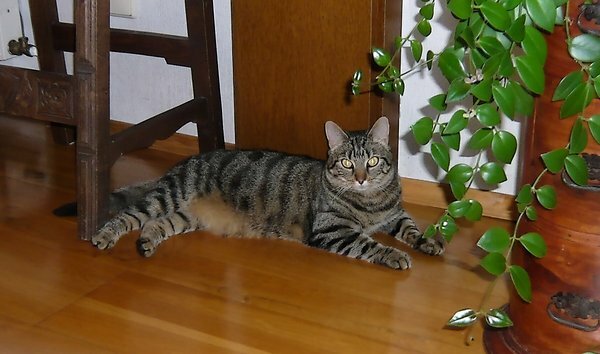 Minni 2