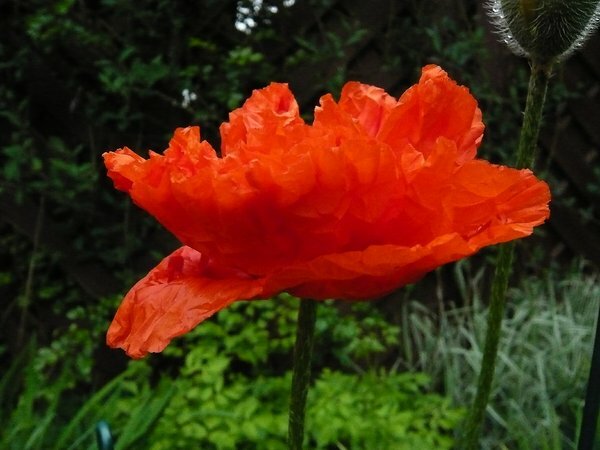 Mohn 1