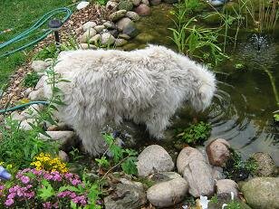 Unser Hund benutzt meinen Teich immer als Wassertränke, er geht manchmal auch bis zum Bauch rein.