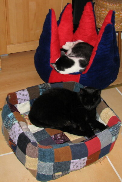 2 Katzen beim Kuscheln