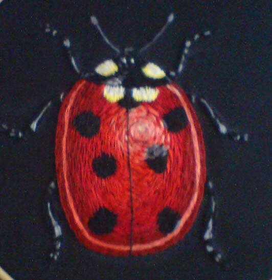 Meine "Ladybird"