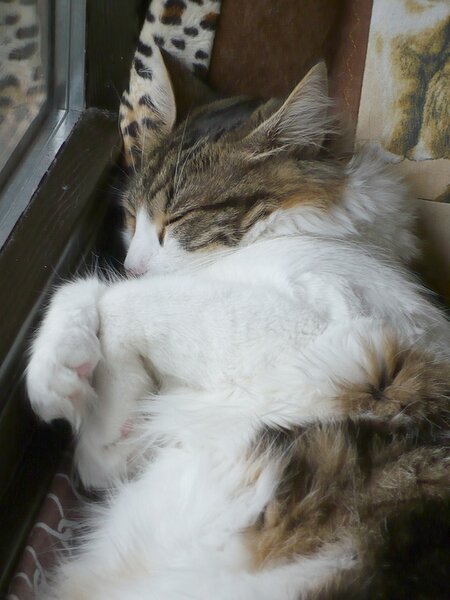 Unsere Katze2