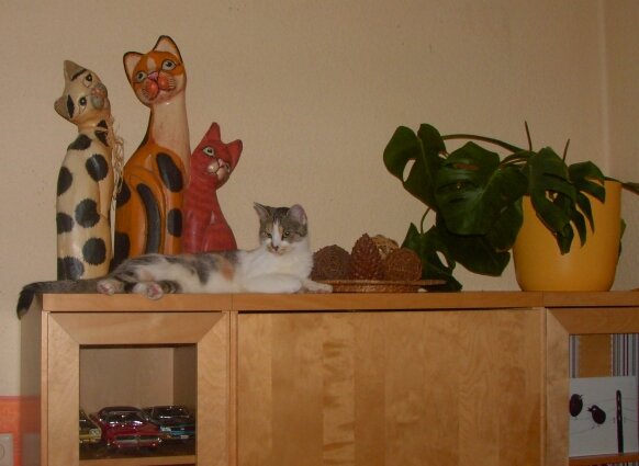 "Katzendeko"