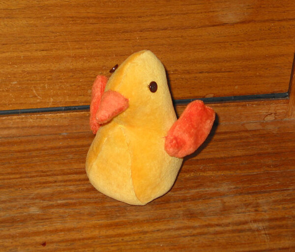 Küken