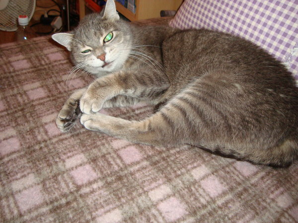 Katze