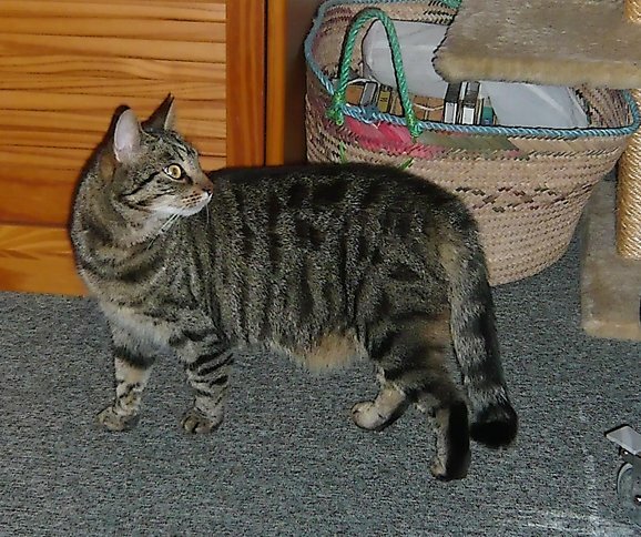 Minni