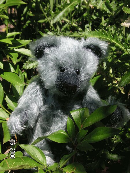 Teddy