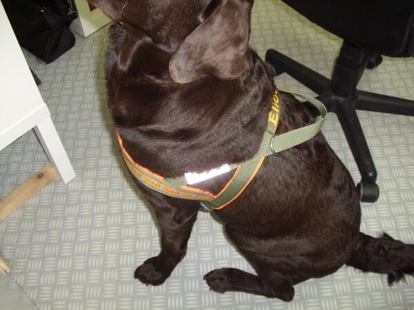 Hundegeschirr 1