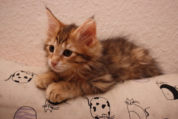 Katzen Kissen