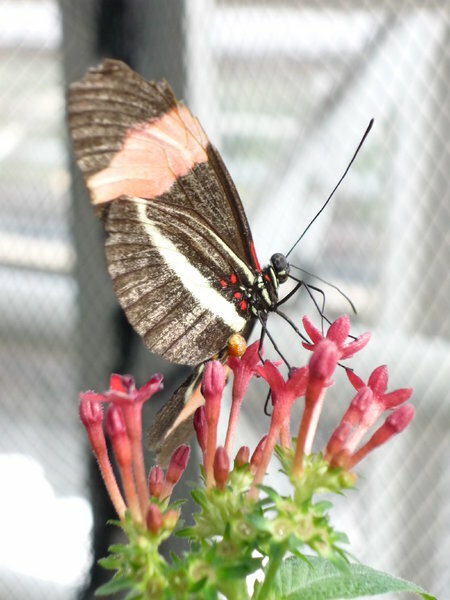 butterfly