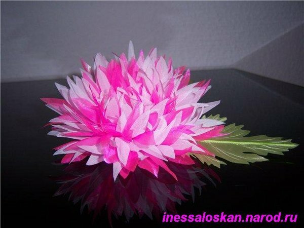 chrisantema