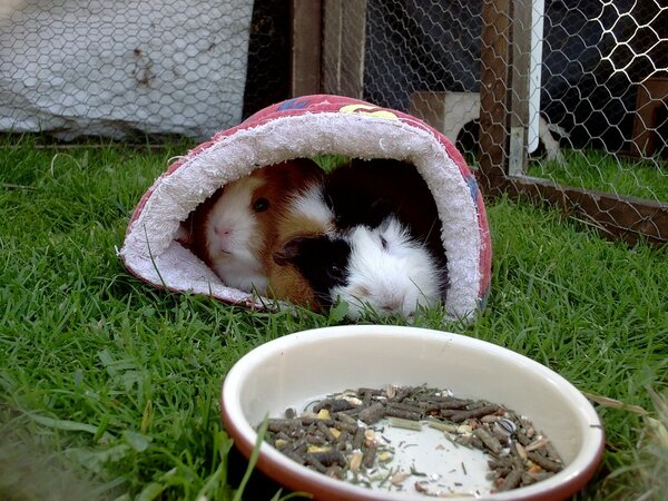 Kuschelrolle für Meerschweinchen