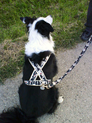 Bordercollie - Kreuzgeschirr