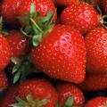 strawberries