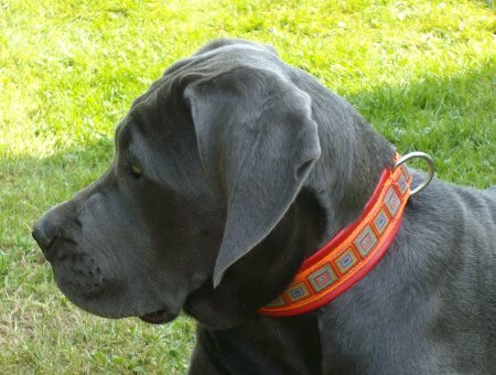 Halsband am Modell