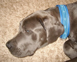 Halsband