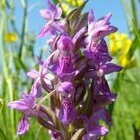 Dactylorhiza