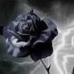 Schwarze-Rose84
